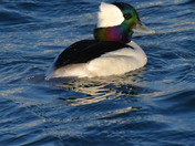 Bufflehead Duck