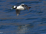 Bufflehead Duck
