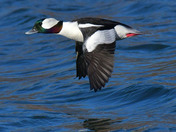Bufflehead Duck