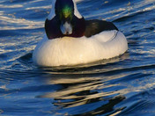 Bufflehead Duck