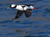 Bufflehead Duck