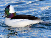 Bufflehead Duck