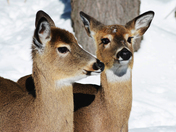 White-Tail-Deer