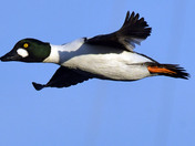 Common Goldeneye