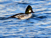Common Goldeneye