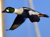 Common Goldeneye