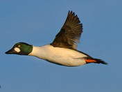 Common Goldeneye