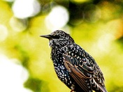 Startled Starling