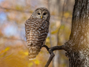 Barred Owl