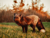 a fox - looks like a dog but acts like a cat!