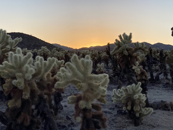 Joshua Tree National Park