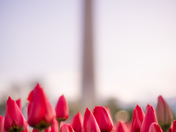 National Mall & Memorial Parks