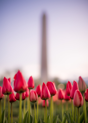 National Mall & Memorial Parks