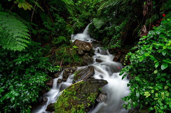 El Yunque National Forest