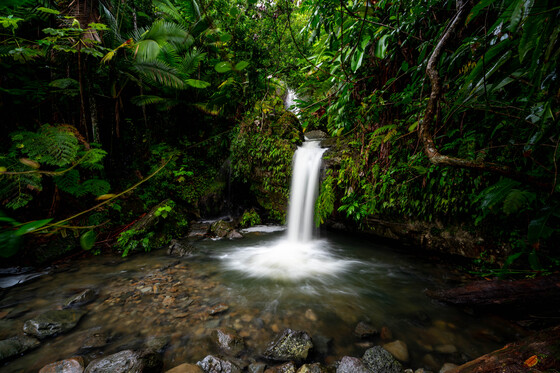 El Yunque National Forest 