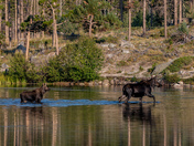 Rocky Mountain National Park - Sprague Lake