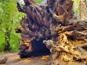 Yosemite National Park