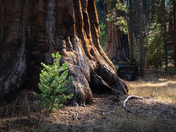 Yosemite National Park