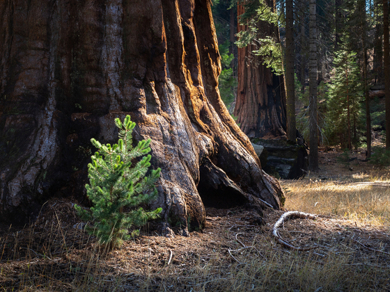 Yosemite National Park