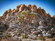 Joshua Tree National Park