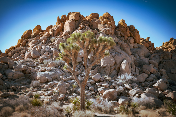 Joshua Tree National Park