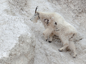 Great Canadian Wildlife Mountain Climbing