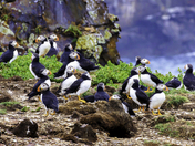 Having a Puffin Good Time