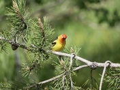 Grand Teton National Park