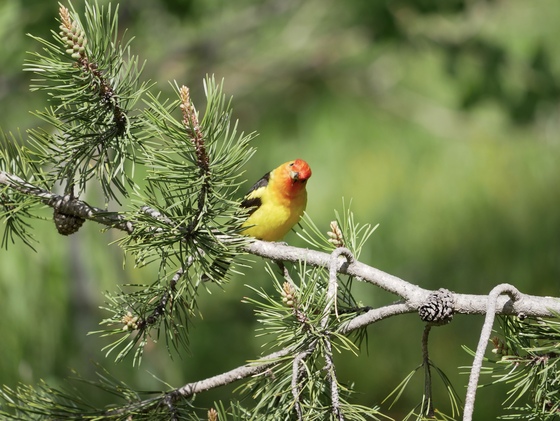 Grand Teton National Park