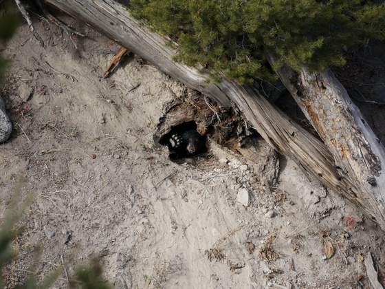 Yellowstone National Park