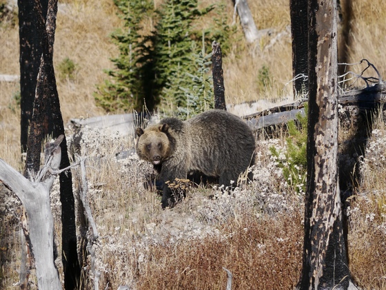 Yellowstone National Park
