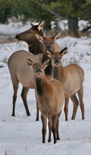 Yellowstone National Park