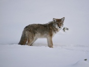 Yellowstone National Park