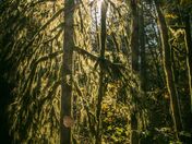 Gifford Pinchot National Forest