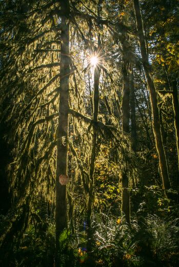Gifford Pinchot National Forest