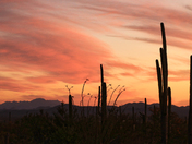 Saguaro National Park