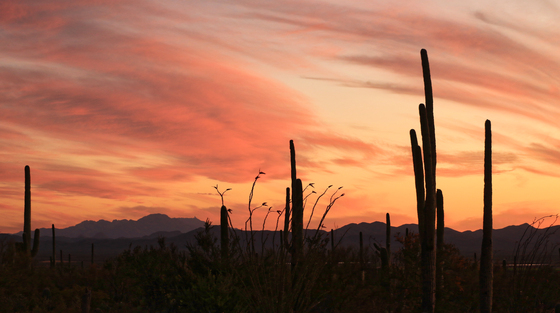 Saguaro National Park