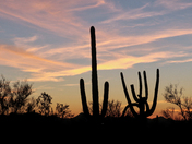 Saguaro National Park