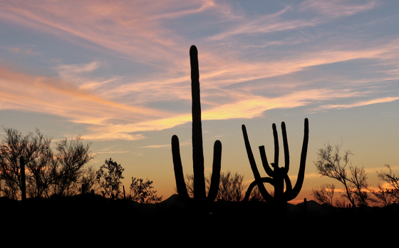 Saguaro National Park