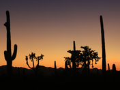 Saguaro National Park 