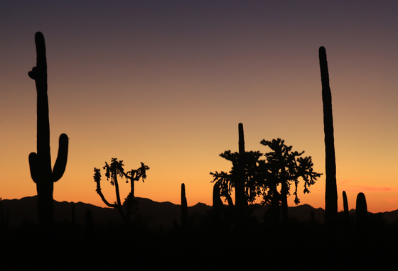 Saguaro National Park 