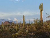 Saguaro National Park