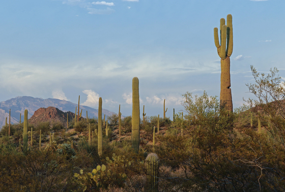 Saguaro National Park