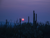 Saguaro National Park 