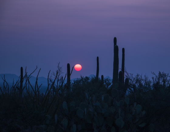 Saguaro National Park 