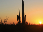 Saguaro National Park 