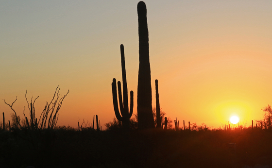 Saguaro National Park 