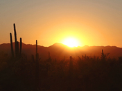 Saguaro National Park 