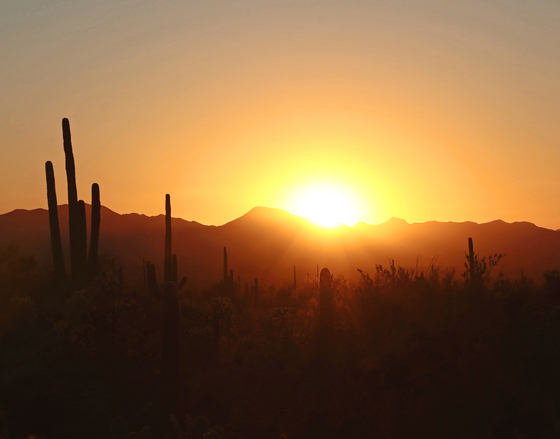 Saguaro National Park 