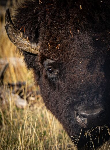 Yellowstone National Park